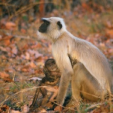 Langur monkeys in Sariska National Park