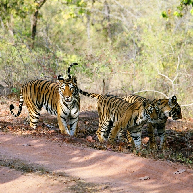 Tigress with two of four cubs in Bandhavgargh National Park
