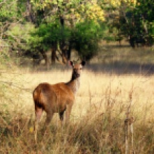 Female sambar deer in Sariska National Park