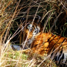 Large male tiger in Kanha National Park